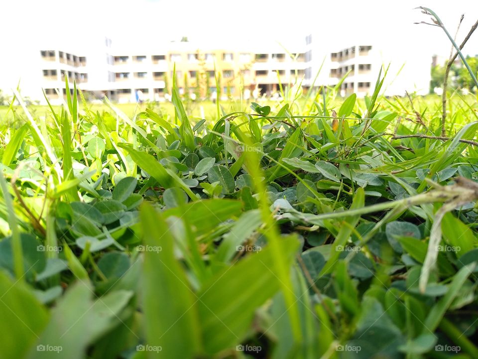Grass(NDCM)