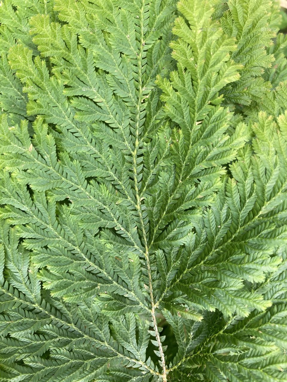 Green Color Palette - Fern 