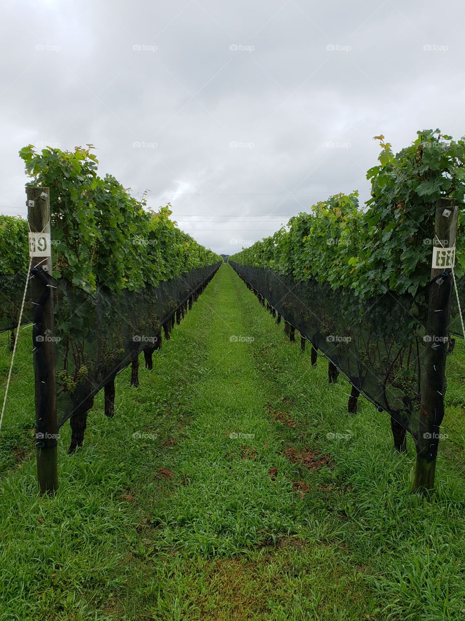 Wine vineyard