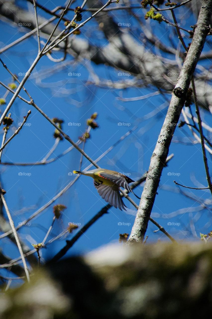 Cedar Waxwing in flight, displaying red wing tips and yellow tail feather tips