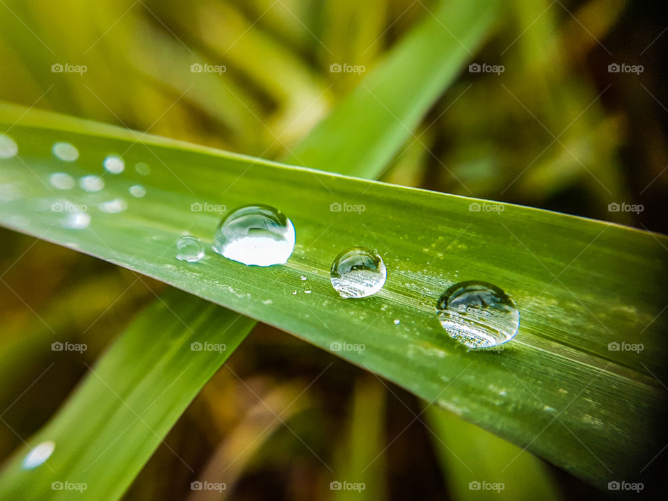 row of droplets on a blade of grass