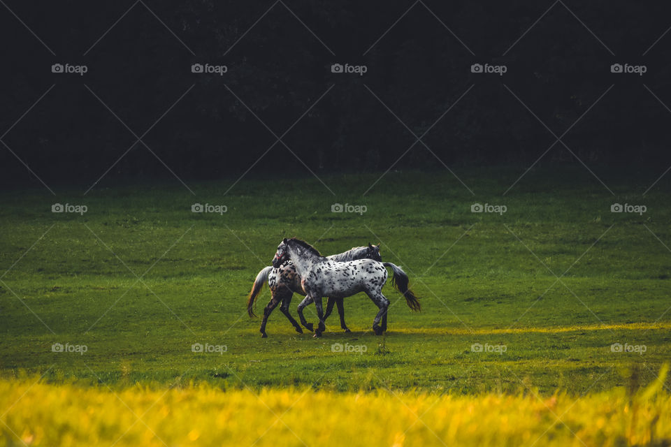 Horses on the filed