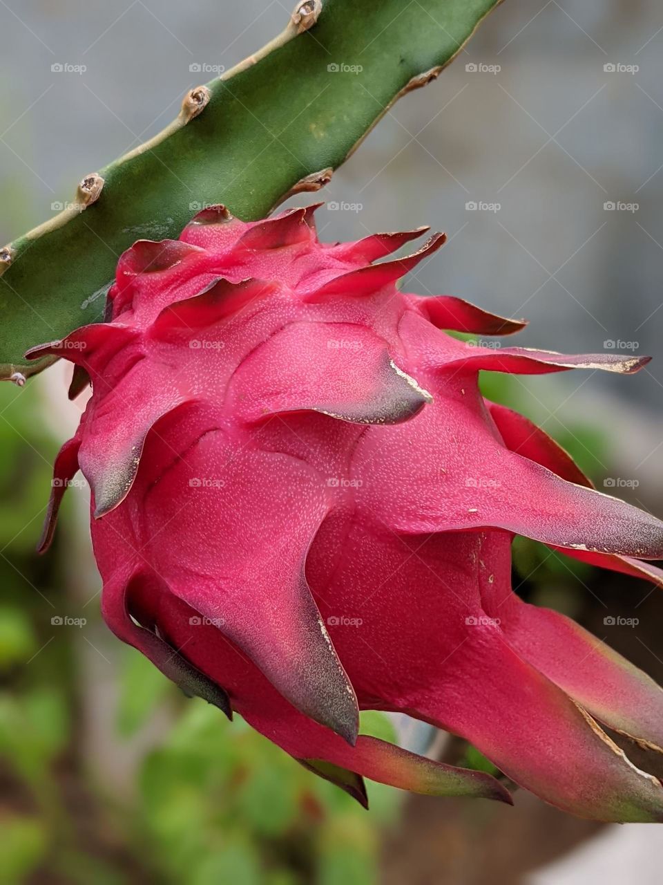 ripe dragon fruit