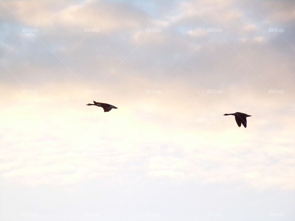 Geese flying south 