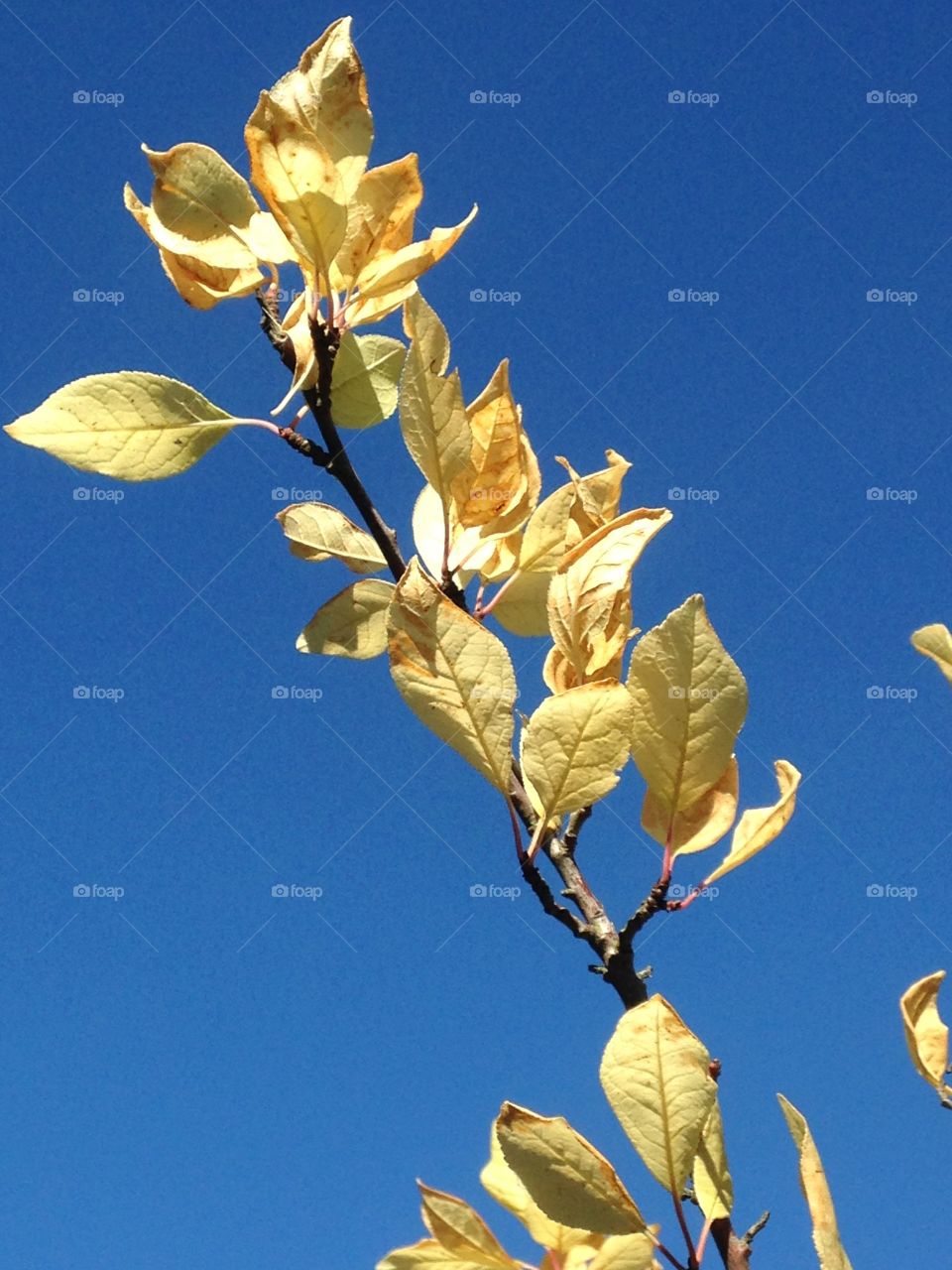 Blue sky and golden leaves. Beautiful autumn leaves in gardens of Keats house, Hampstead. London