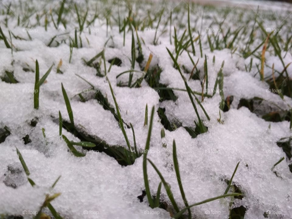 Grass in snow