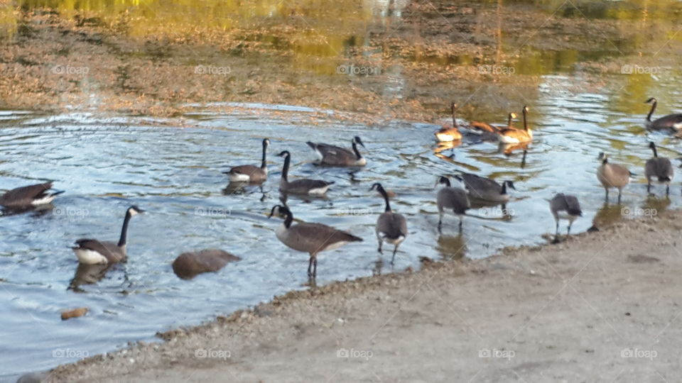 Geese in pond