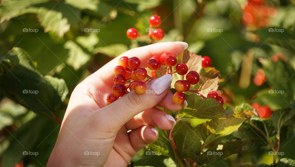 hand holds red berries