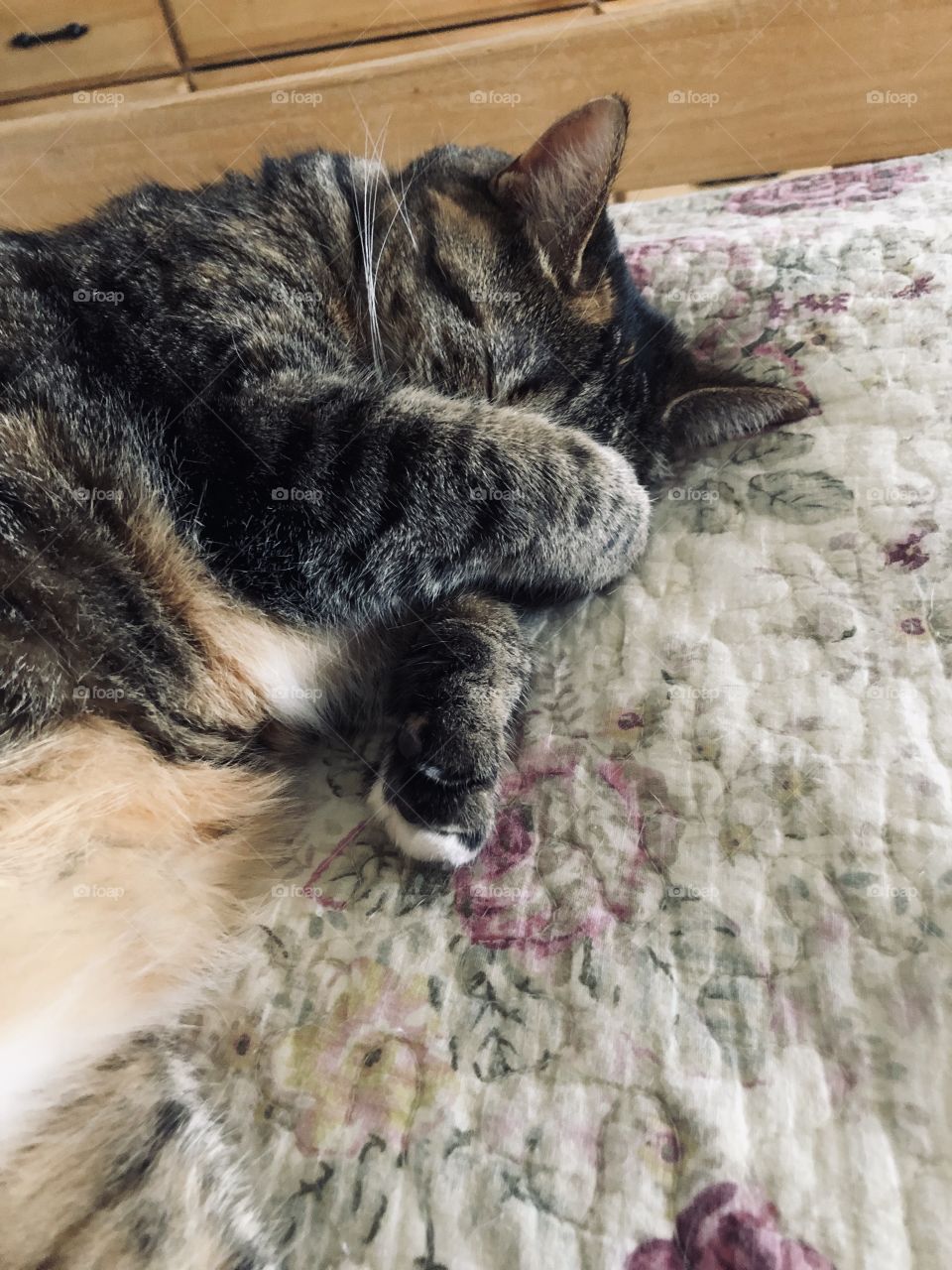 Sleeping cat paws covering her eyes and face cuteness overload tabby cat comfy cat 