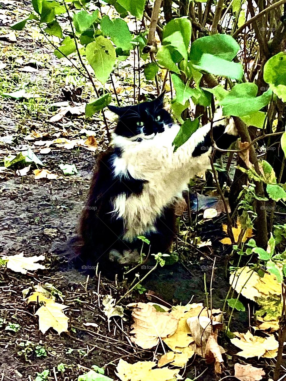 #cat #sitting
#sharpening his claws #black and white #bush
# autumn #