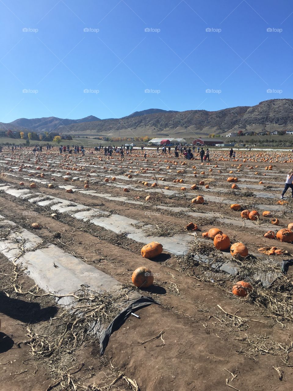 Pumpkin patch in Colorado 