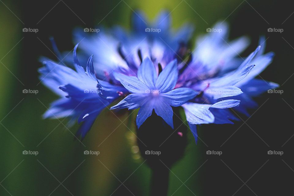 Blumenblüten in blau