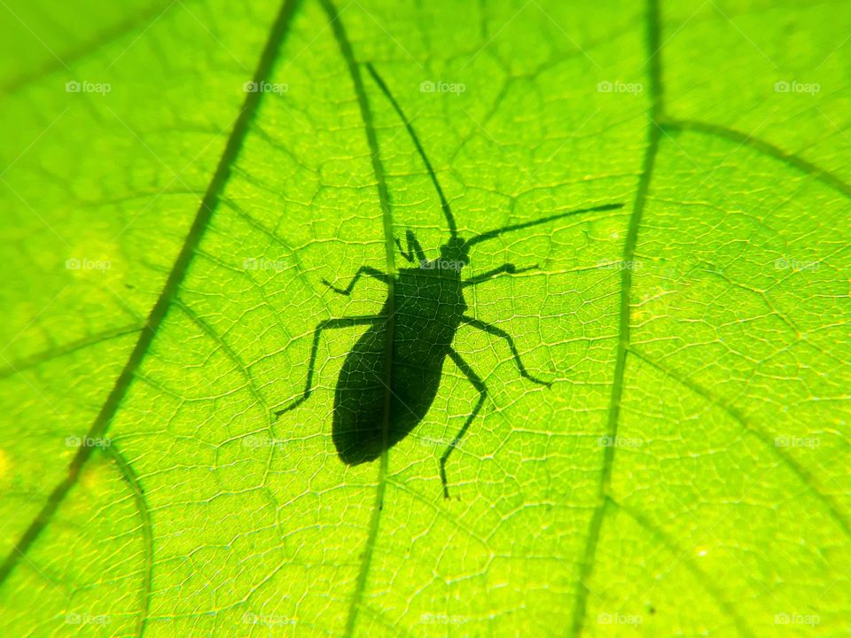 SHADOW OF THE INSECT