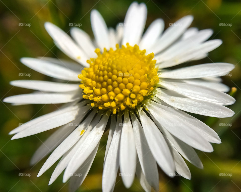 Single Daisy