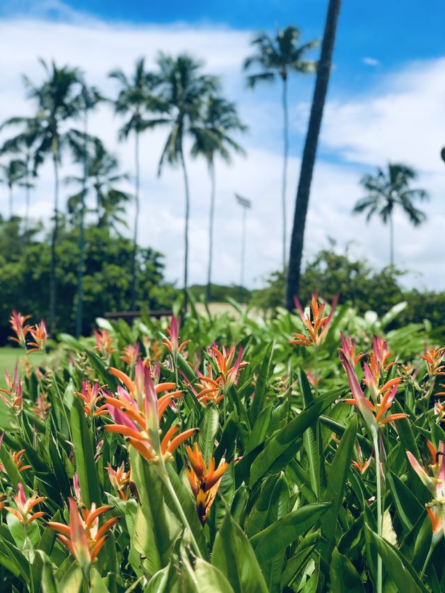 Strelitzia 