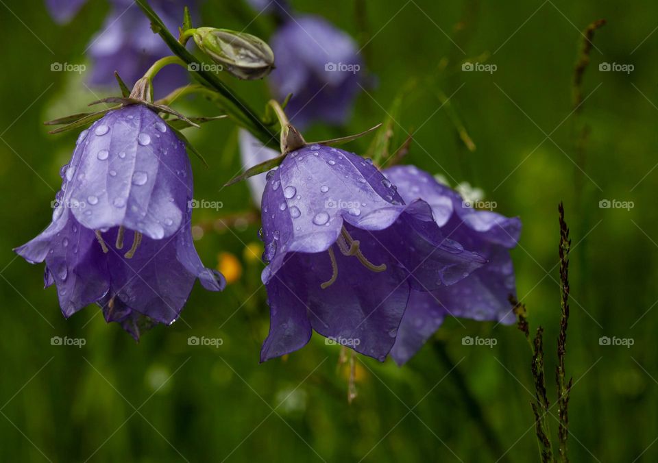 Summer is time for wonderful flowers-wild bell flowers (Campanulaceae) after rain 