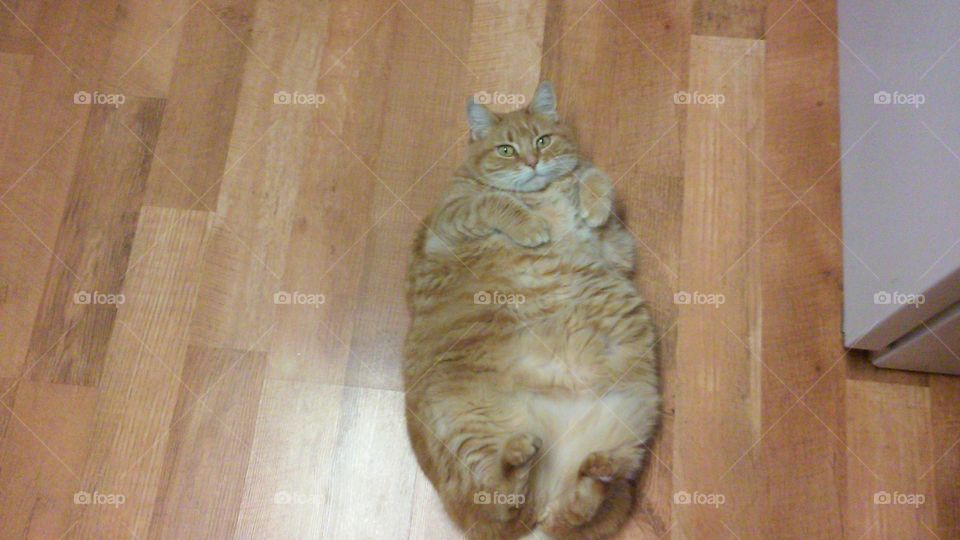 Poster kitty for light food. Fat. Belly. Paws. Grumpy