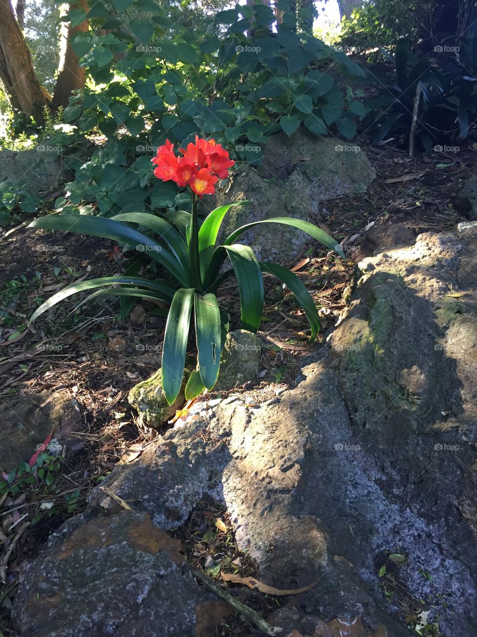 Possibly a Daylily plant with gorgeous red petals on the edge of a garden path