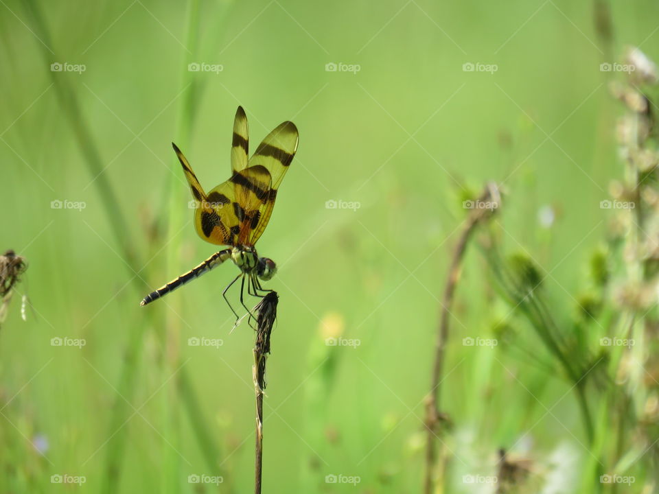 Halloween Pennant dragonfly