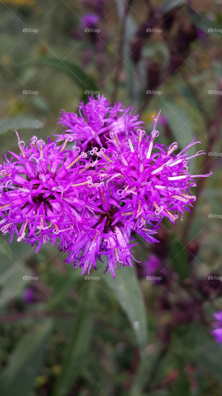 purple flowers