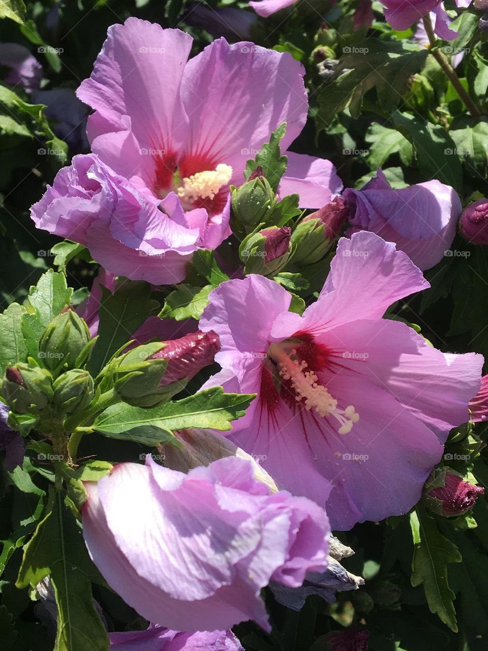 Blooming hibiscus 