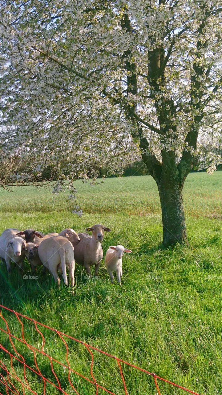 Sheep below the cherry blossom