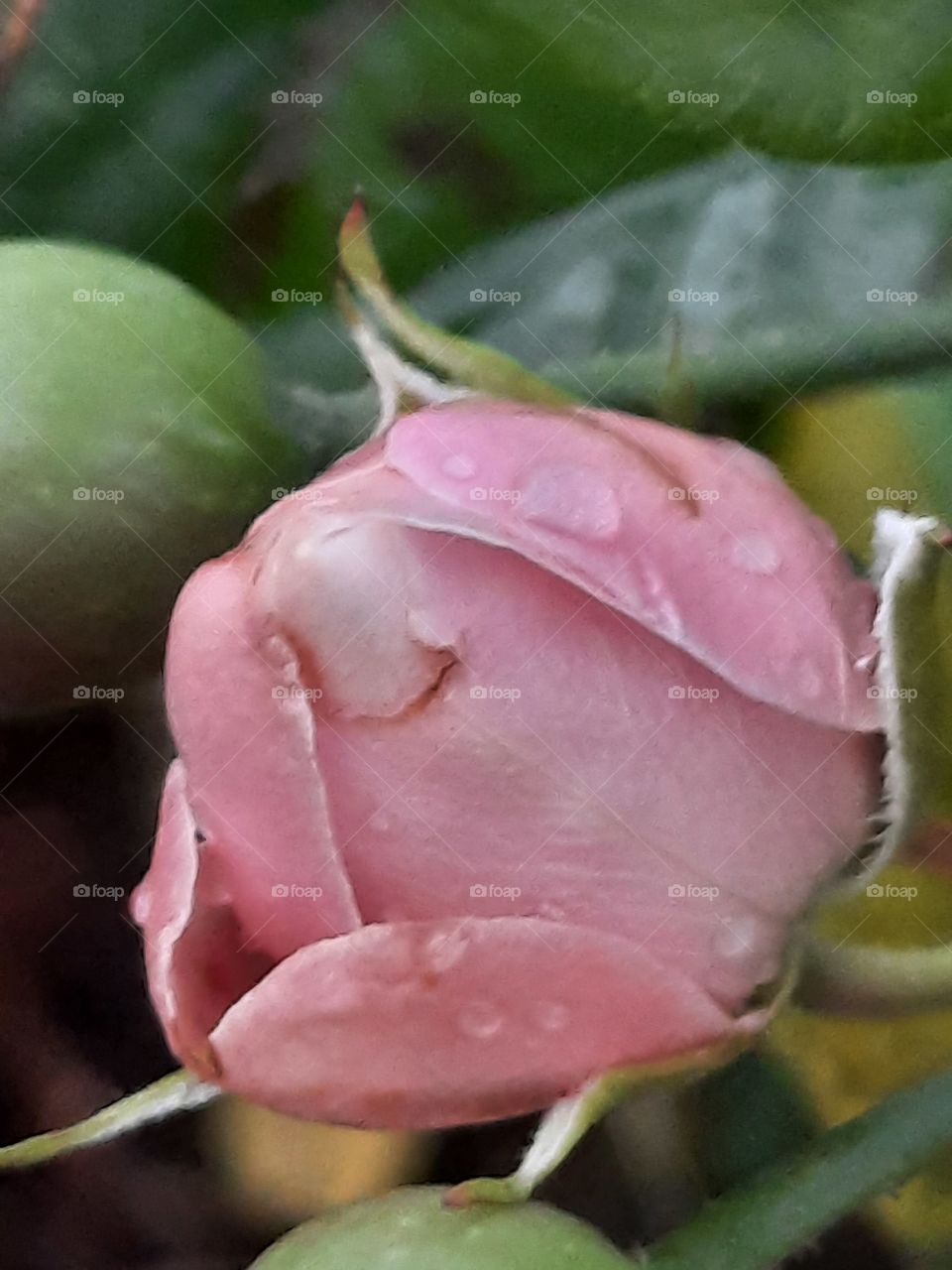 flowers in autumn - pink rose with rain drops