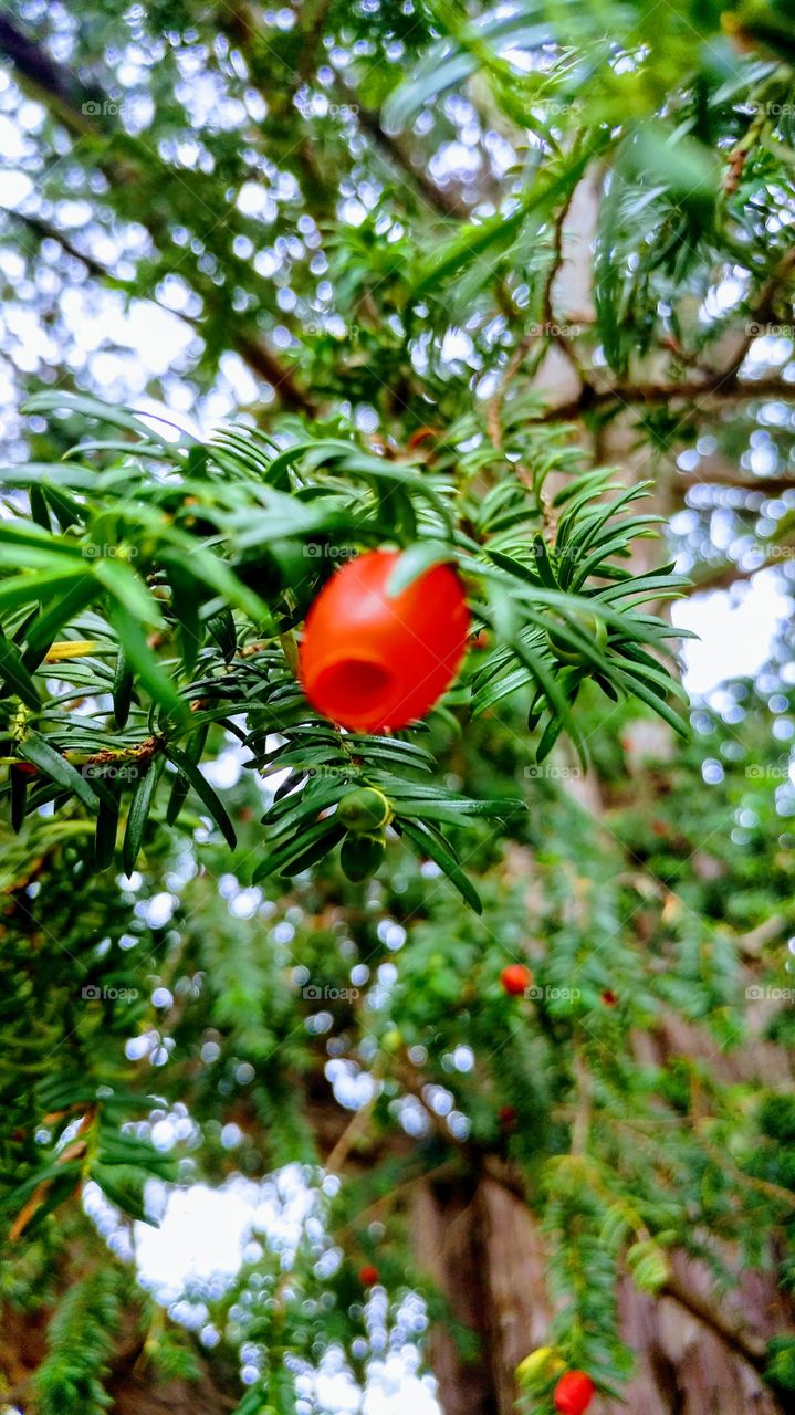 tree fruits