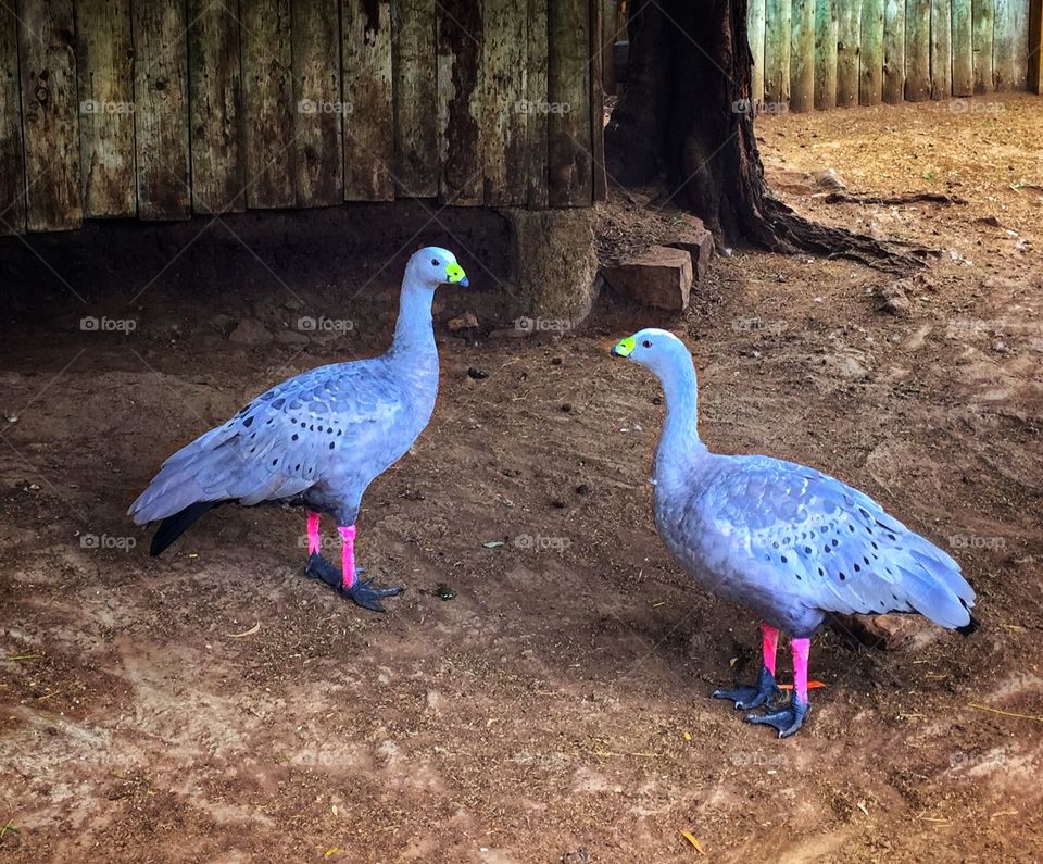 Cape Barren geese in Tasmania, Australia 
