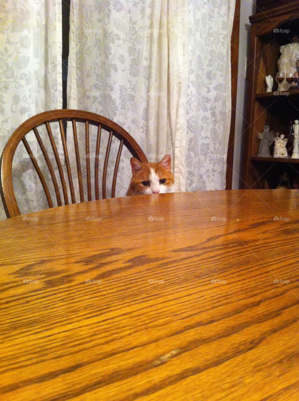 Gus Wants Food. My cat Gus, looking longing at my food.