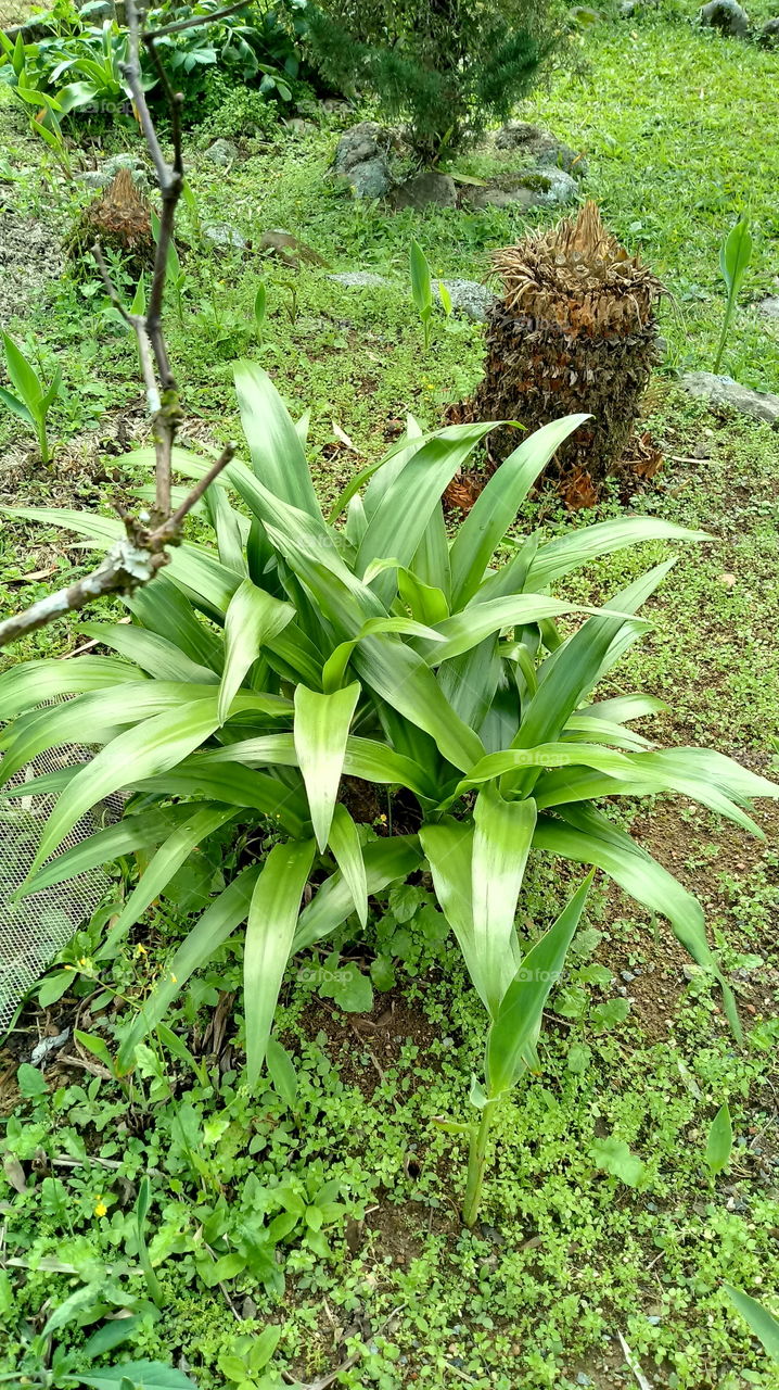 PLANTA VERDE JARDIM Petroselinum crispum