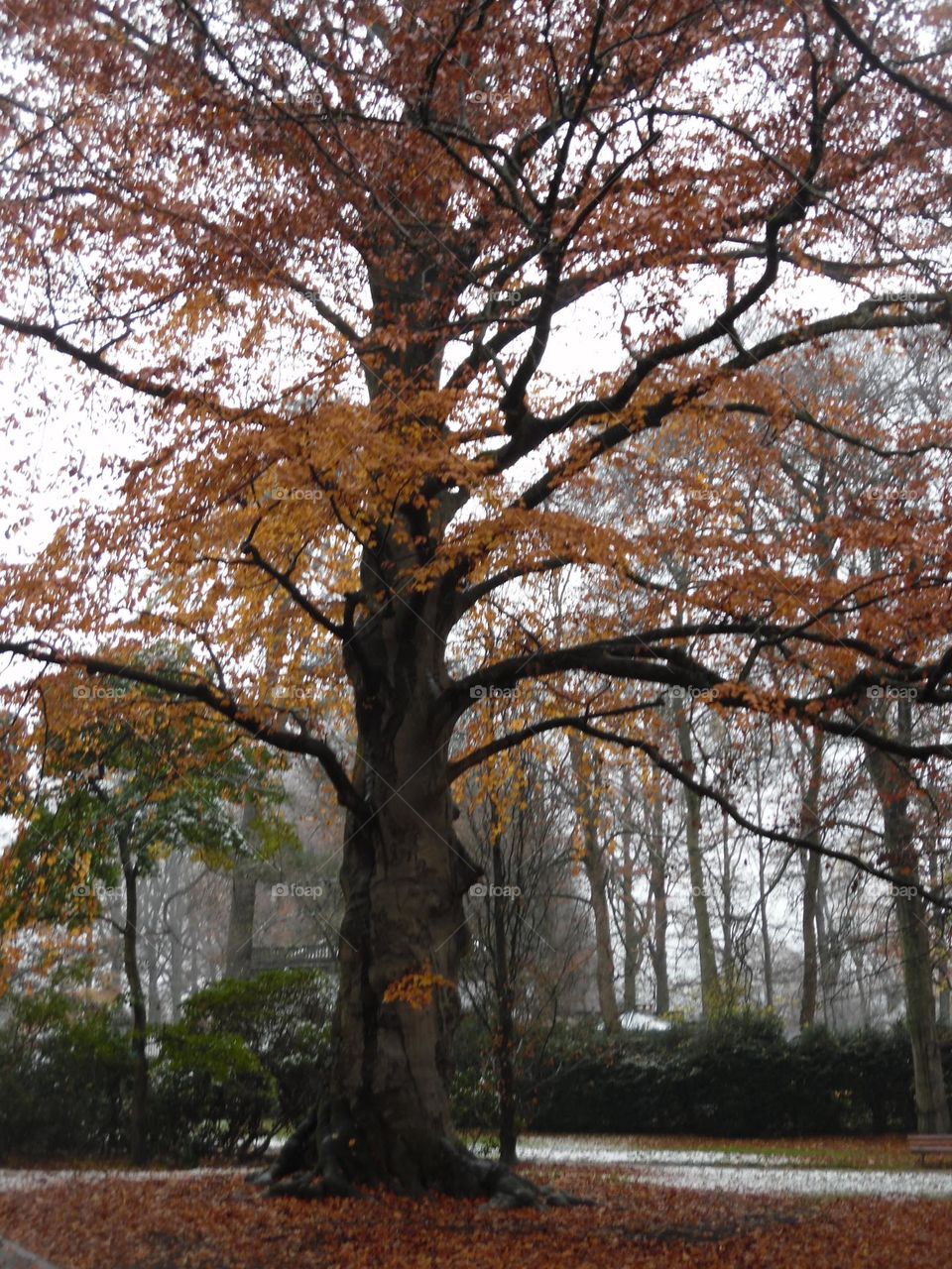 Parc de Mariemont , la Louvière