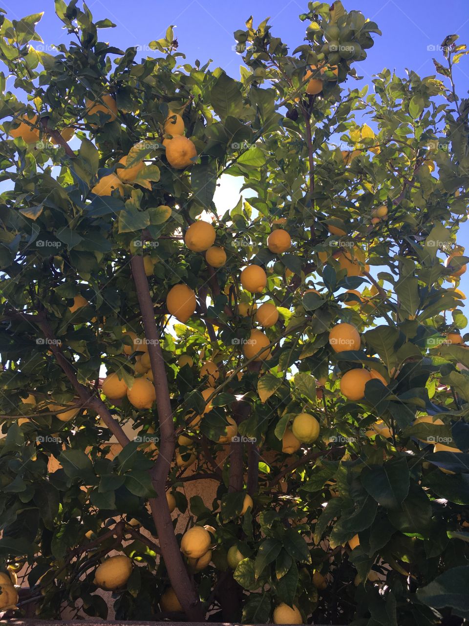 Delicious Lemons