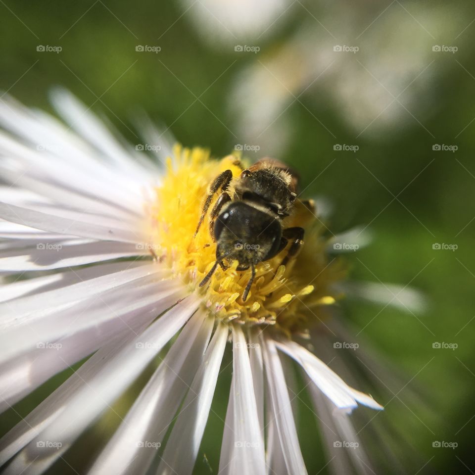 bee