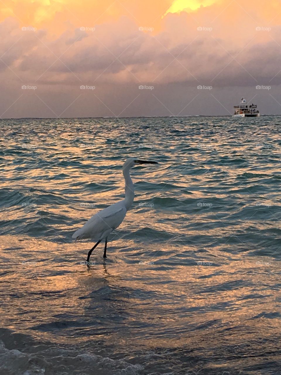 A Heron watching the sea during sunset in the Caribbean 