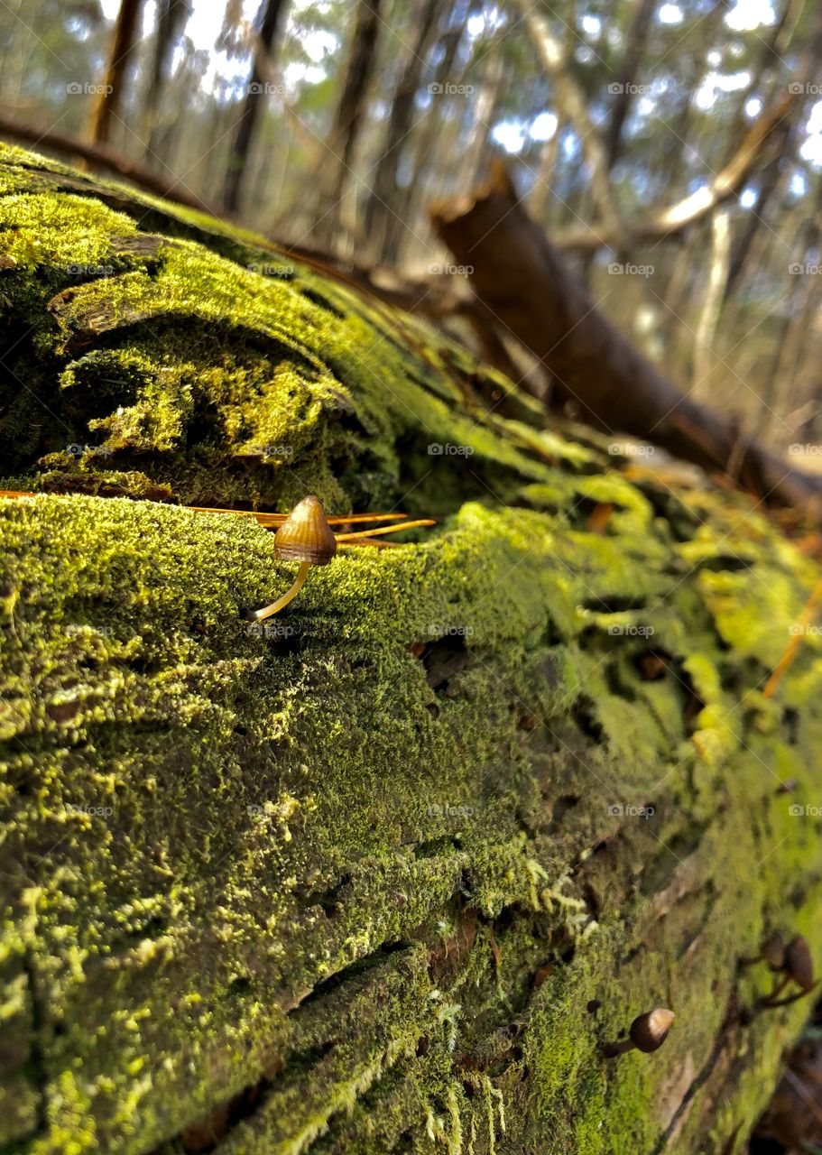 Tiny parasol on log