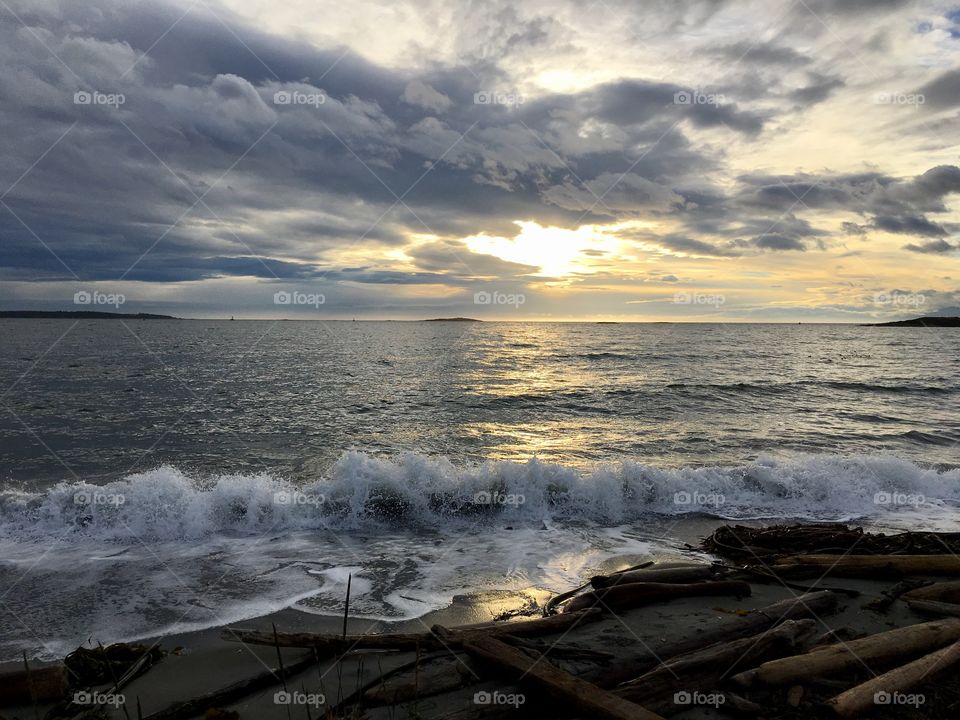 Driftwood near the sea