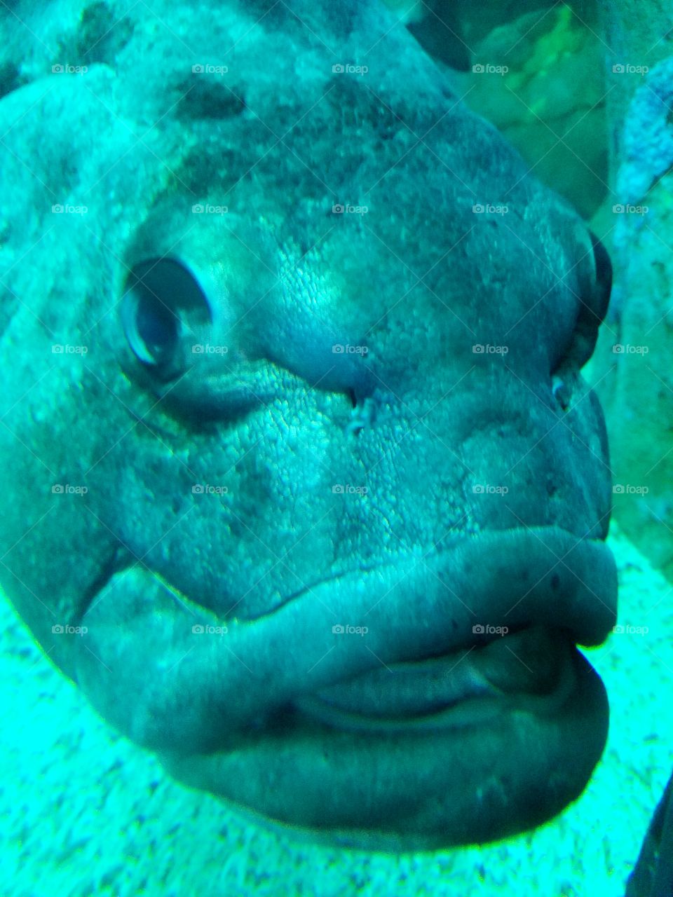 big mouth fish