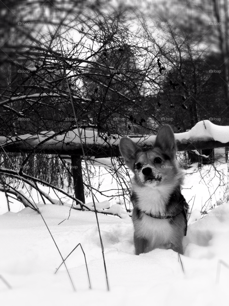 snow sweden nature dog by Jennie