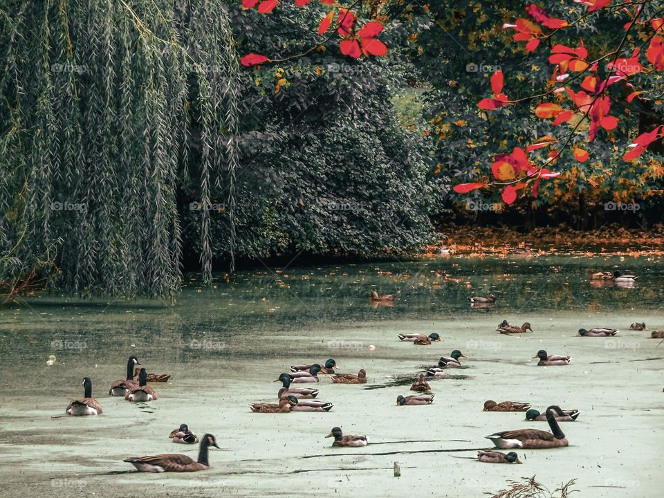 Groups of ducks in the pond swimming during fall season. Central Park New York. 