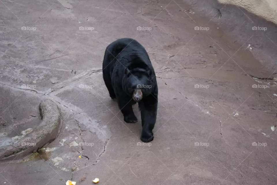 Black bear