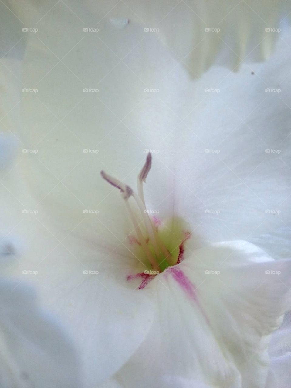 White flower close up 