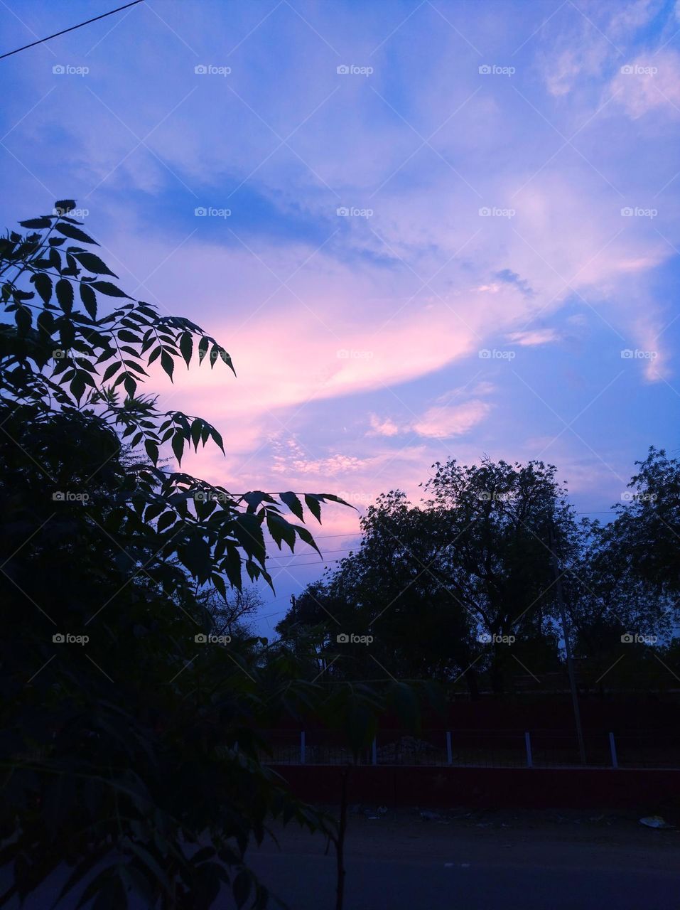 Sun set scene, blue sky, whitish cloud scattered, dark tree looks very beautiful,