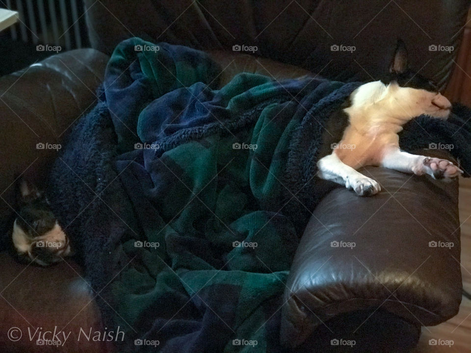 They call these lazy ‘boy’ chairs but really should be lazy ‘dog’ chairs!!! My Boston Terrier girls are demonstrating the right way to hibernate; splayed out sleeping under a warm fuzzy blanket 4 feet from the fireplace. Spoiled rotten!!!❤️