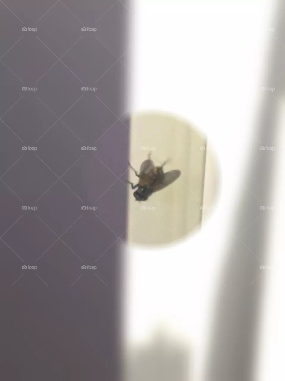 fly