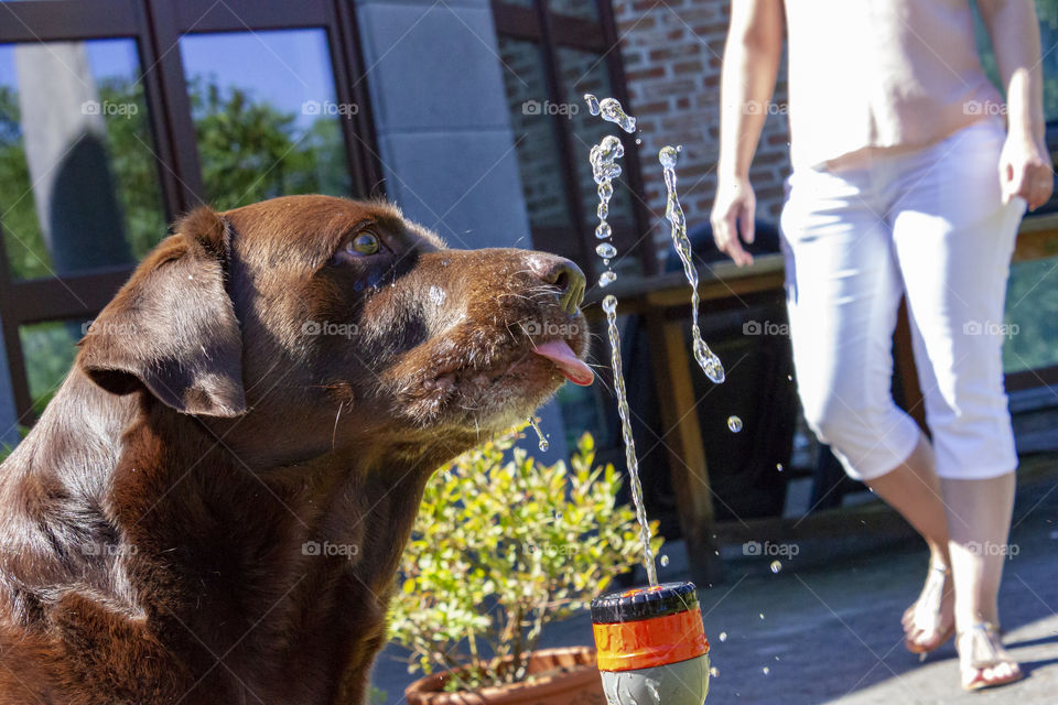 a portrait of a dog drinking from the garden hose. He is sticking his tongue out to get to the water. it is a fun alternative way to let your dog drink a little.