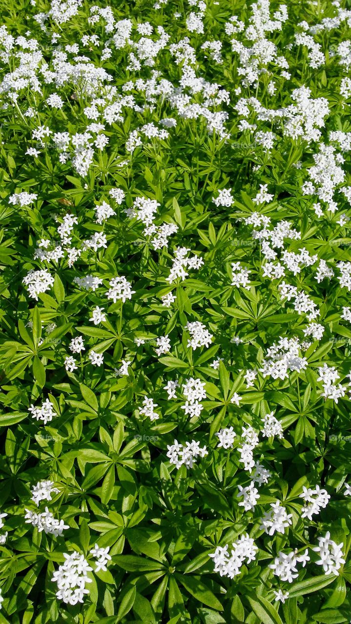 flower power simply fresh