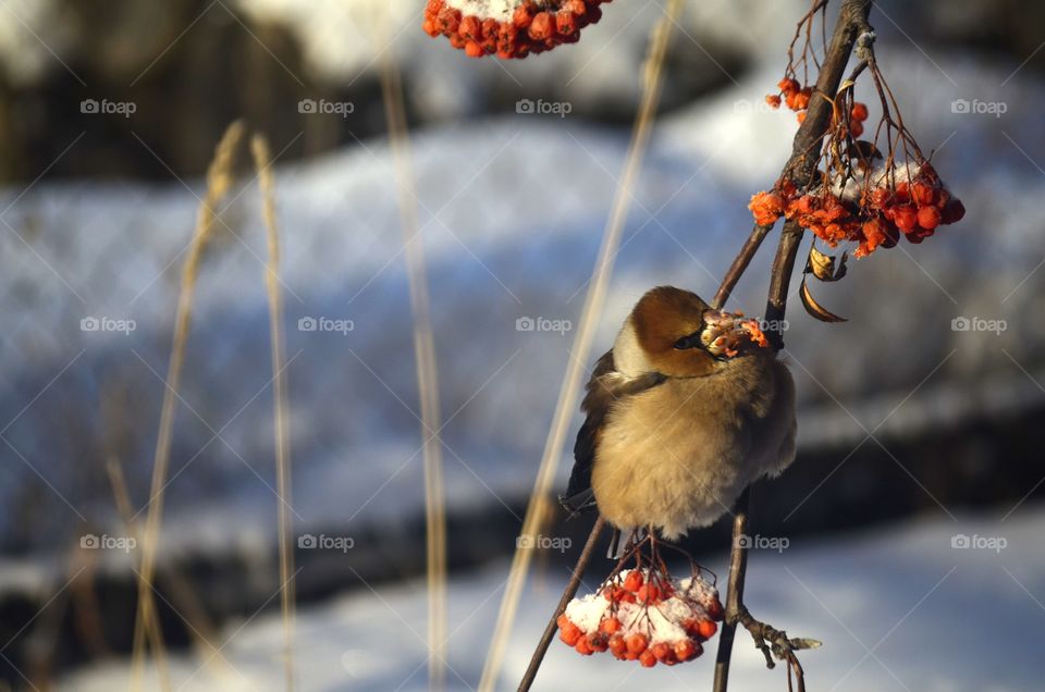 Bird eating rowan