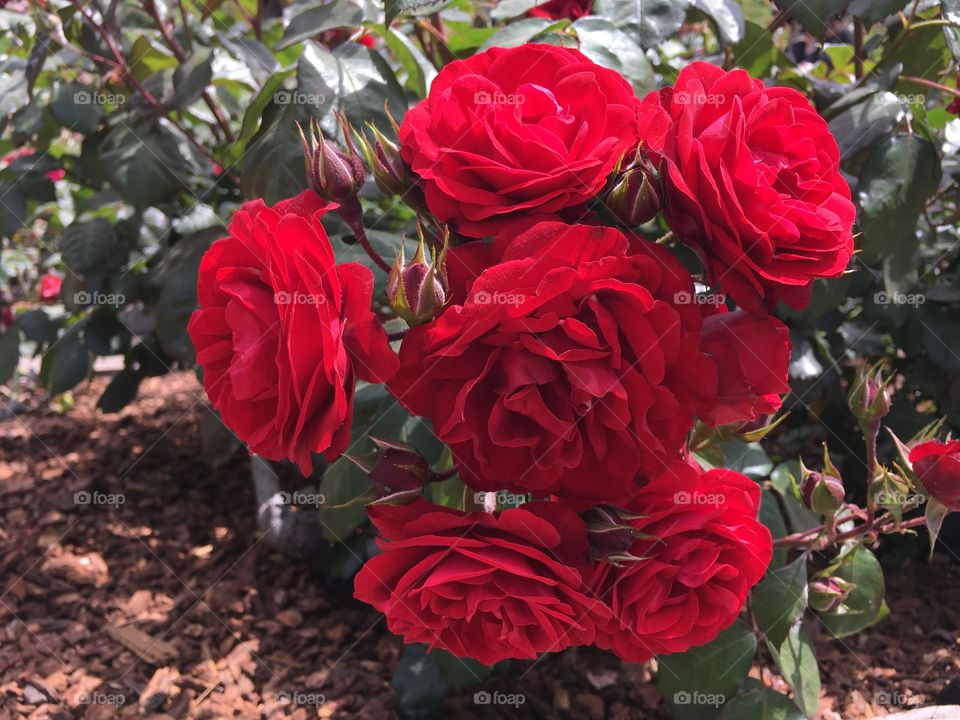 A bush of red roses in bloom on a sunny day. 