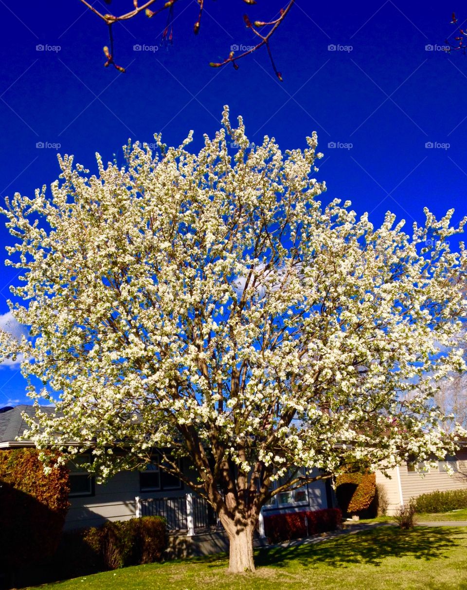 White tree in the evening. White tree flowering in the evening